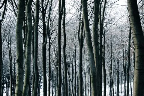 Trees in a forest in winter Eifel Germany Stock Photos