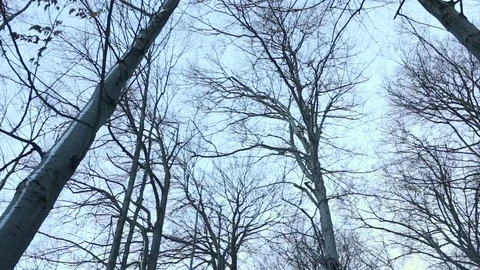 Trees in forest at winter Vidéo 72194793