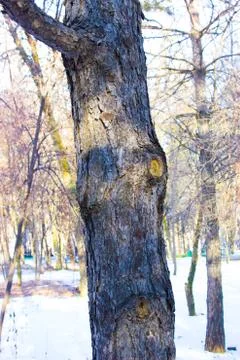 Trees in the forest in winter Stock Photos
