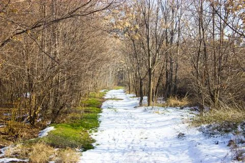Trees in the forest in winter Foto stock