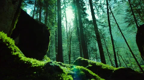 Trees in forest. woods background. nature environment Stock Footage 37149508