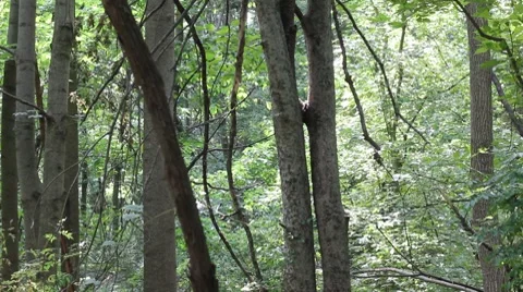 Trees in the Forest Woods Day 動画素材 7903574