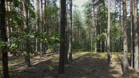 Trees in the forest. Woods. Stock Footage 160914855