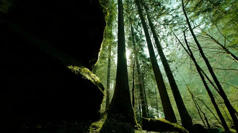 Trees in forest. woods. mystical forest. green nature background Stock Footage 37148295