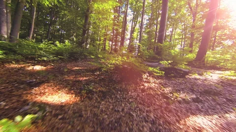 Trees in forest. woods nature. forest. lens flare. sun flare Stock Footage 32452592