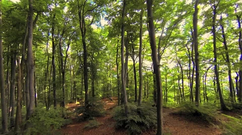 Trees in forest. woods nature. forest. green fauna flora Stock-Footage 32661843