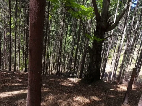 Trees In Forest. Woods Nature. Forest. Green Fauna Flora Stock Footage 76093083