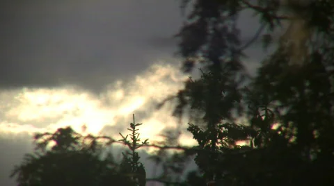 Trees forground the sunlit clouds at dawn (High Definition) Stock-Footage 359014