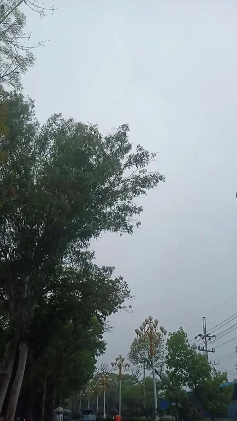 Trees form a canopy over the major highway Stock Footage 270394675