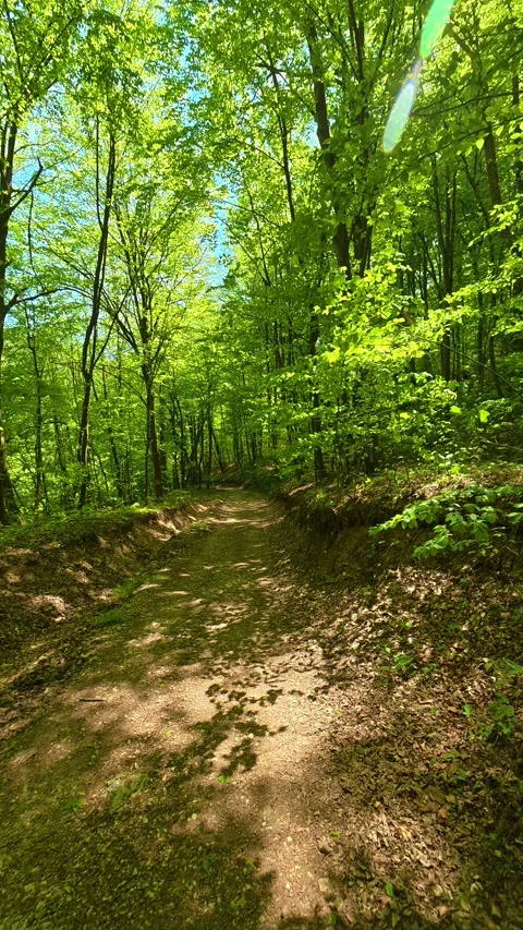 Trees form a natural canopy overhead. Ovcar Kablar Gorge, Serbia. Vertical Видео 334225868