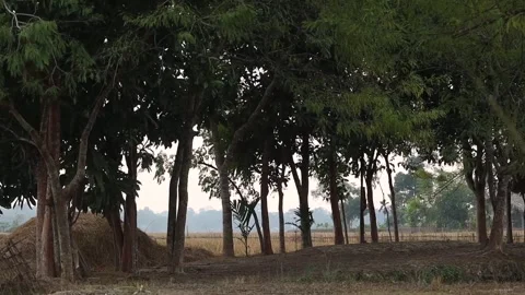 Trees forming natural frame over rural farmland countryside landscape Stock Footage 326031962