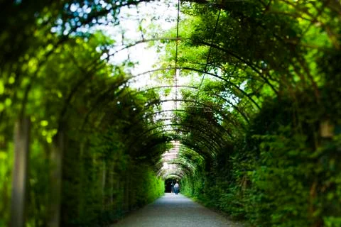 Trees forming a tunnel Stock Photos