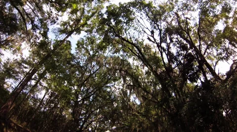 Trees, Forrest Canopy of hardwoods WA fisheye low angle Stock Footage 29053353