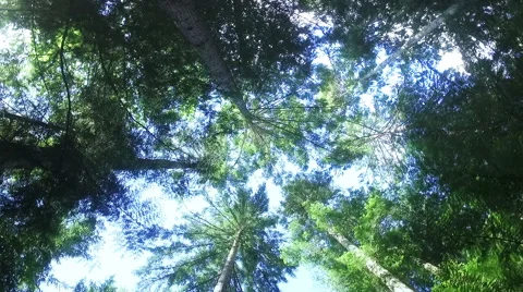 Trees in the forrest Stock Footage 63973648