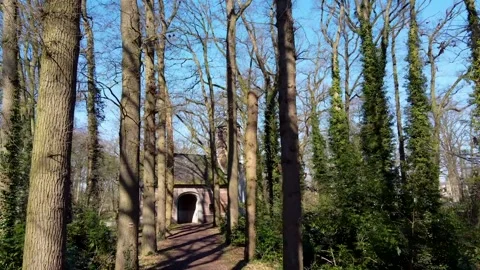 Trees in a forrest Stock Footage 150725936