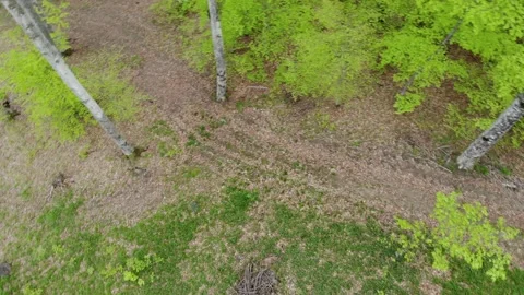 Trees In The Forrest Stock-Footage 159913646