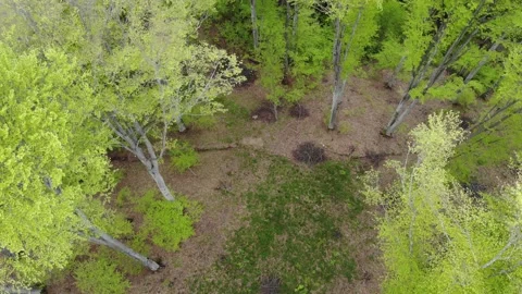 Trees In The Forrest Stock-Footage 159913706