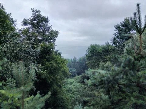 Trees in the forrest Stock Photos