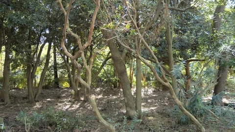 The trees found on the side of the park Stock Footage 122659151