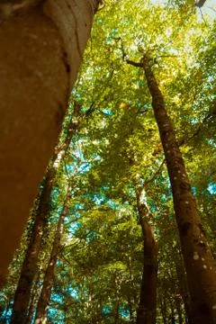Trees Frame Open Canopy for Forest Posters Stock Photos