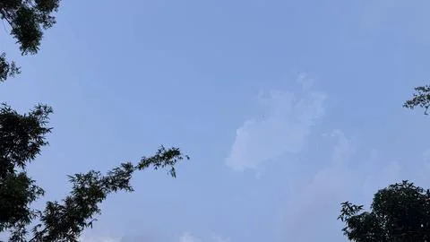 Trees frame a soft, cloudy sky. 스톡 사진