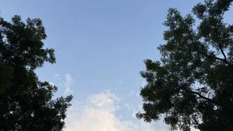 Trees frame a soft, cloudy sky. Photos