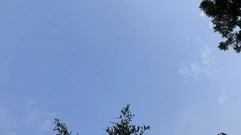 Trees frame a soft, cloudy sky. Foto stock