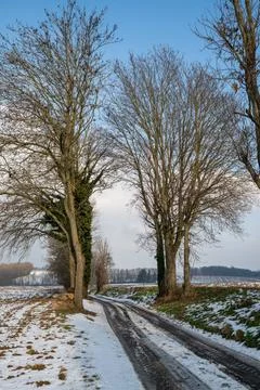 Trees Frame a Winter Path Stock Photos