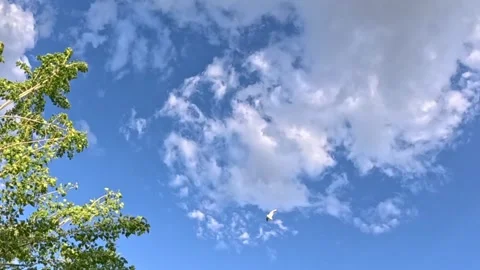 Trees Framing Blue Sky as Scattered Clouds Gather and Thicken Vídeo Stock 340379654