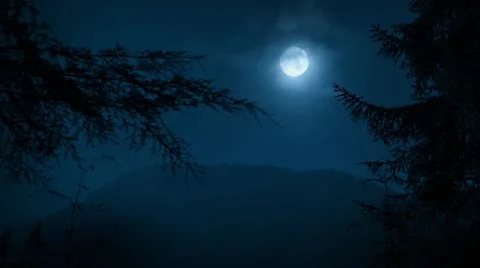 Trees Framing Night Forest With Moon Stock Footage