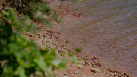 Trees framing in a shoreline 스톡 동영상 228655597