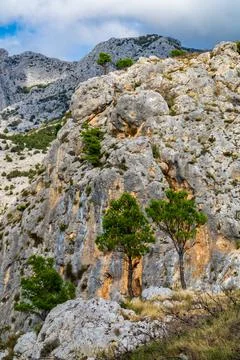 Trees in front of cliff Stock Photos