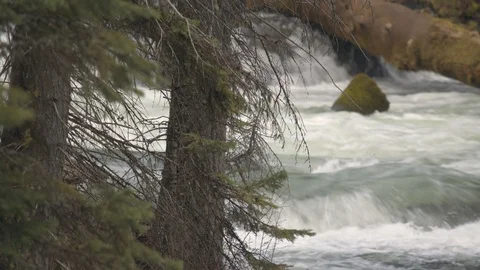Trees in Front of a Flowing River Stock Footage 88717162