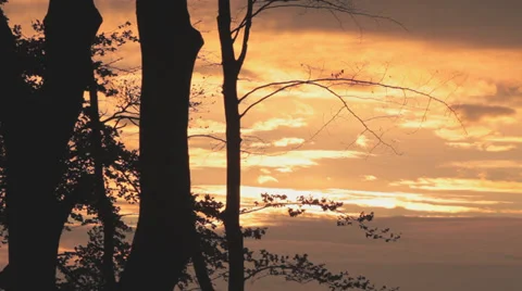 Trees In Front Of Golden Sunset With Sharpness Shift At The End Stock Footage 36626524
