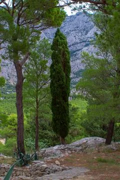 Trees in front of mountains Stock Photos