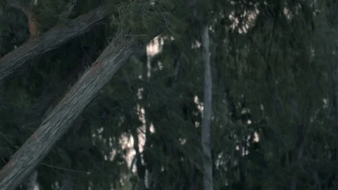 Trees in front of ocean at beach Honolulu Hawaii Stock Footage 314071864