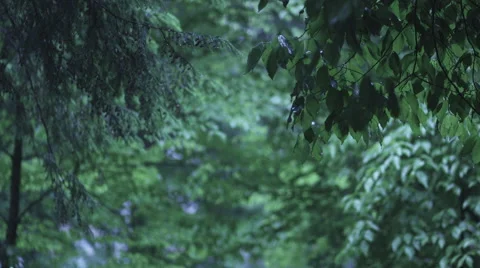 Trees in Front of a Road Stock Footage 56399762