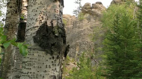 Trees in Front of Rocks Stock-Footage 11811490