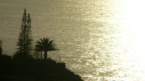 Trees in front of the sparkling ocean. Stock Footage 375809