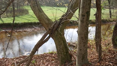 Trees in front of a stream Stock-Footage 141765333