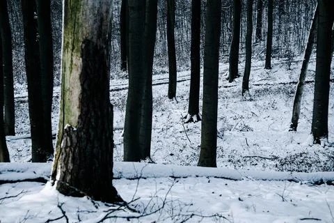 Trees in the front  winter Eifel Germany Stock Photos