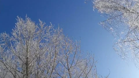 Trees in frost 2 库存影片 165075247