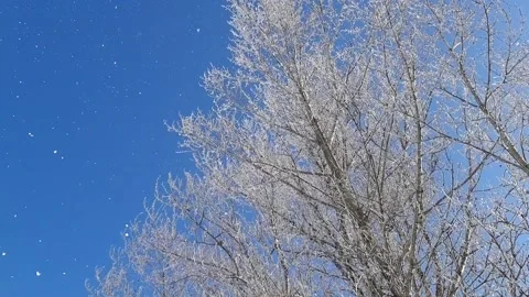 Trees in frost 3 库存影片 165075243