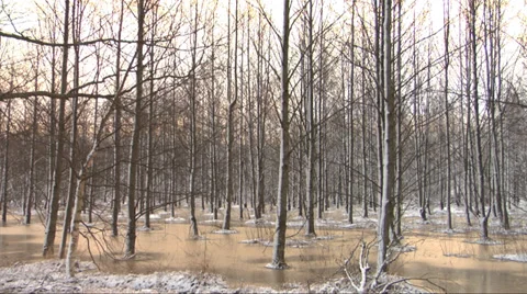 Trees in frozen water Stockbeeldmateriaal 33114325