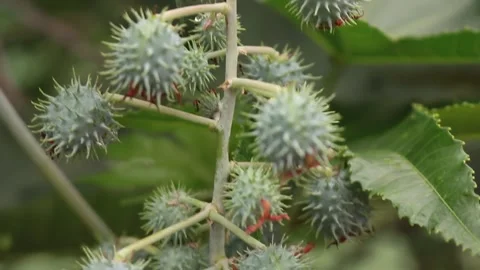 Trees fruit jarak Stock Footage 236028781
