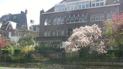 Trees in full bloom in the city Stock Footage 119731