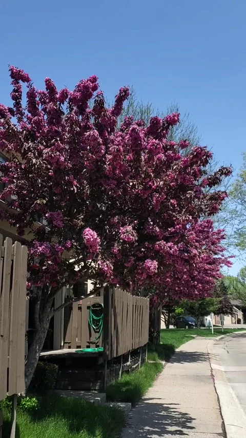 Trees In Full Bloom Stock Footage 240775129
