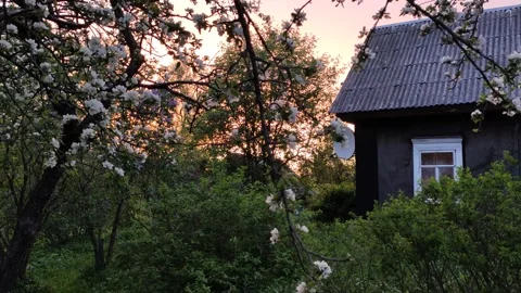 Trees in full bloom. Spring blossom in the garden in countryside. Stock Footage 151687102
