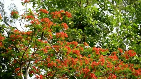 Trees full of blossoms red color Stock Footage 108727638