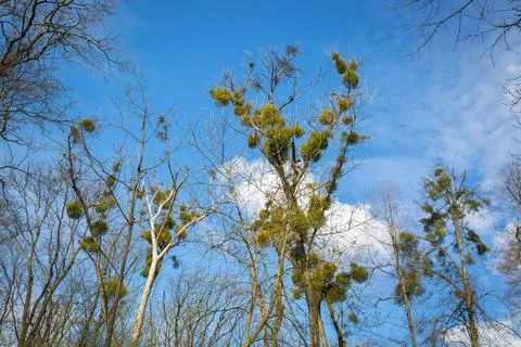 The trees with full of mistletoe in the forest Stock Photos